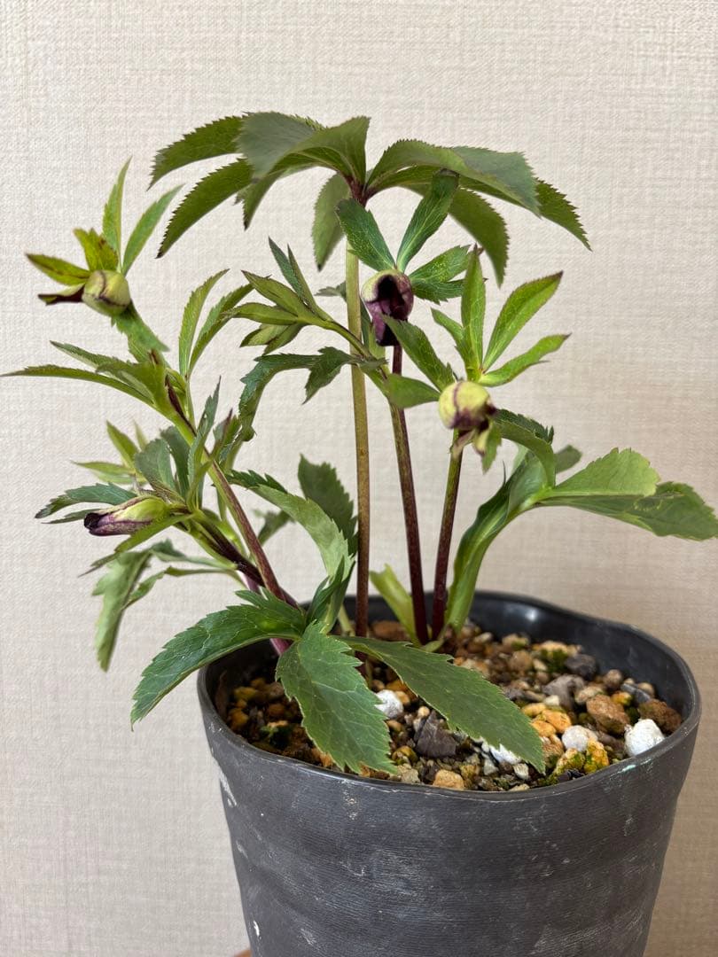 7 広瀬園芸 クリスマスローズ クレオパトラリバーシブルレッド　株分