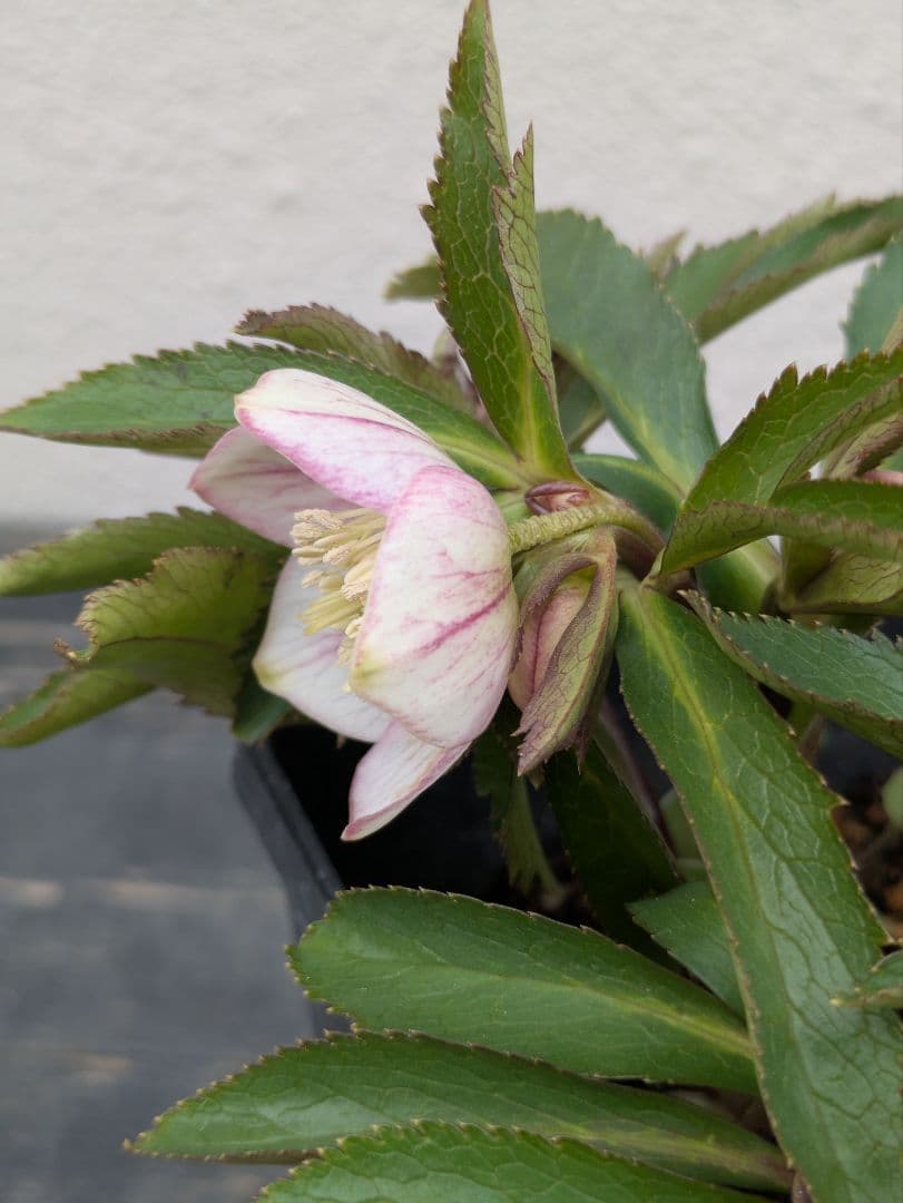 極美！ウィンターシンフォニー 小輪ピンクベイン SS ポーセリン風の質感