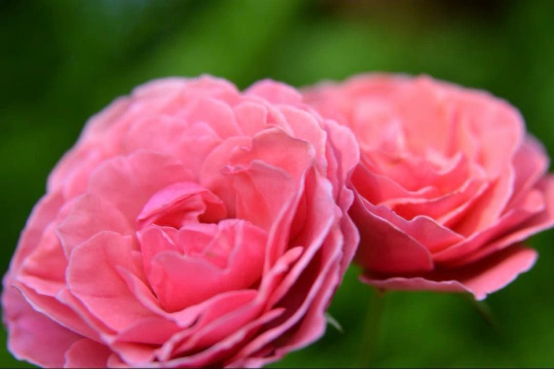 【出品者誕生日セール】 D5200 ダブルズームキット 9,600以下