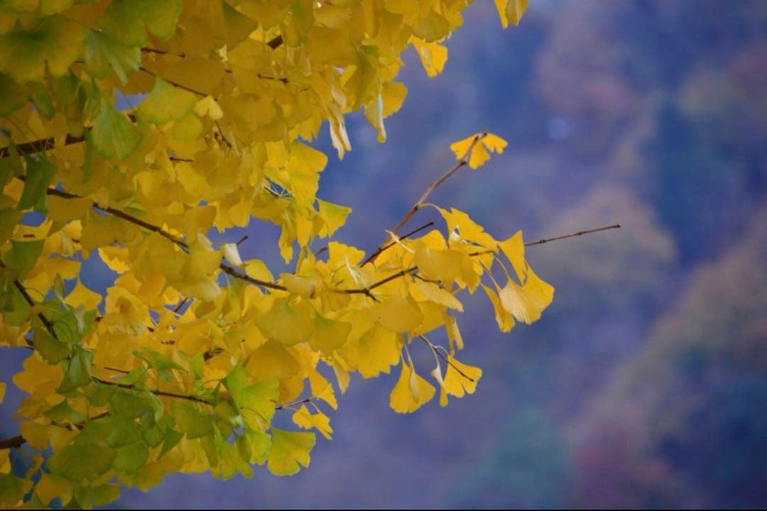 【出品者誕生日セール】 D5200 ダブルズームキット 9,600以下