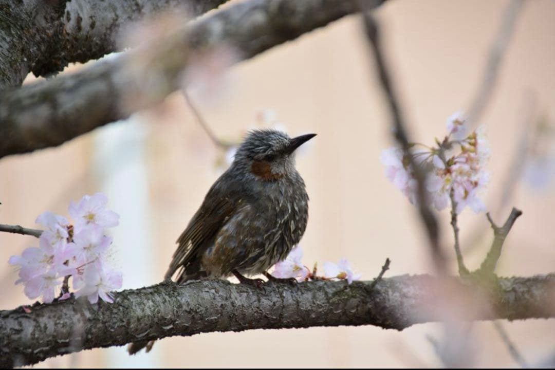 【出品者誕生日セール】 D5200 ダブルズームキット 9,600以下