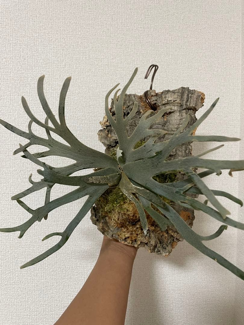 やま P. Willinckii Jenny TC