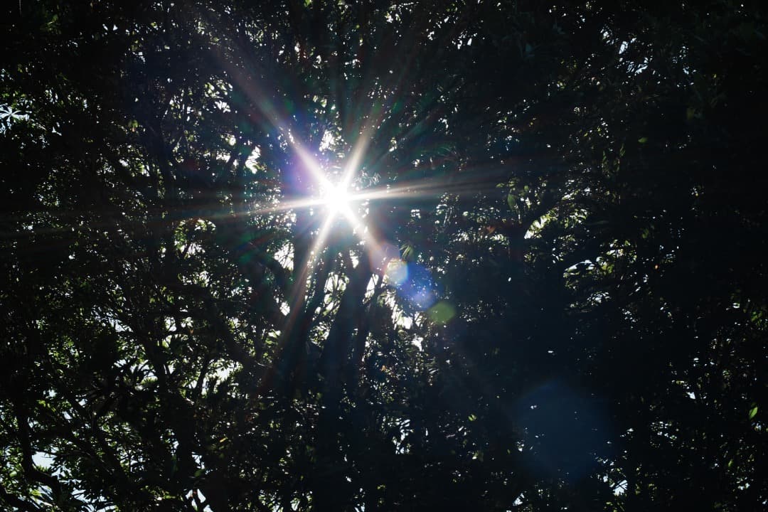 【美品】Carl Zeiss Planar 50mm F1.4 MMJ 390