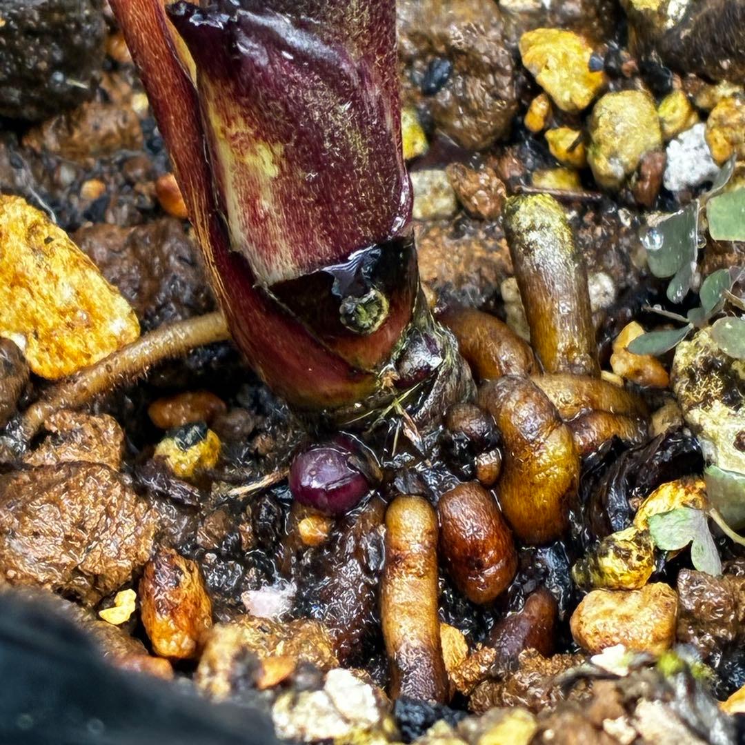 プ*ア様 3489☘️蕾花付き☘️⭐️ダブル⭐️写楽⭐️整形花⭐️艶ピコ⭐️樋口