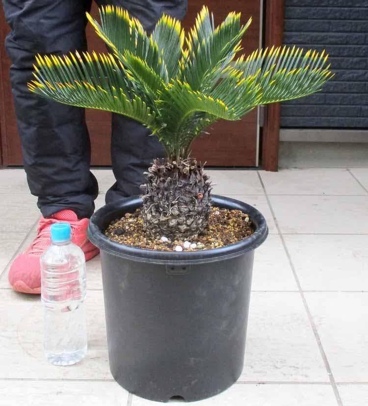 【現品】キンカンソテツ／金冠蘇鉄　8号　あ８番