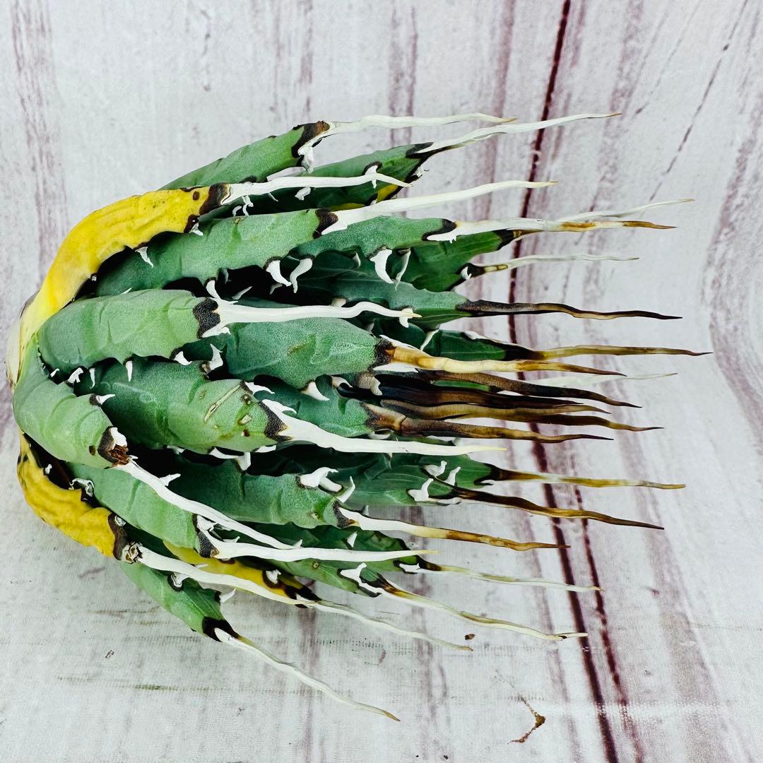 788 アガベ ユタエンシス エボリスピナ 陽炎