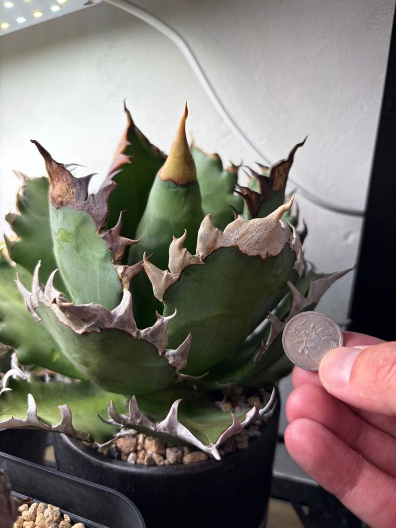 オアハカ　大株　現地球