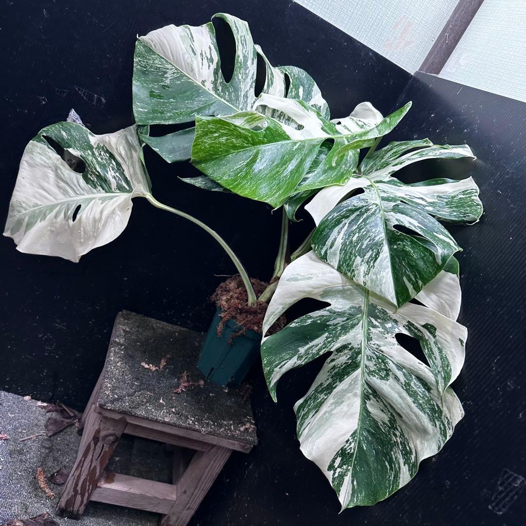 ふ*み様 斑入りモンステラ ホワイトタイガー極美大株55cm白斑多