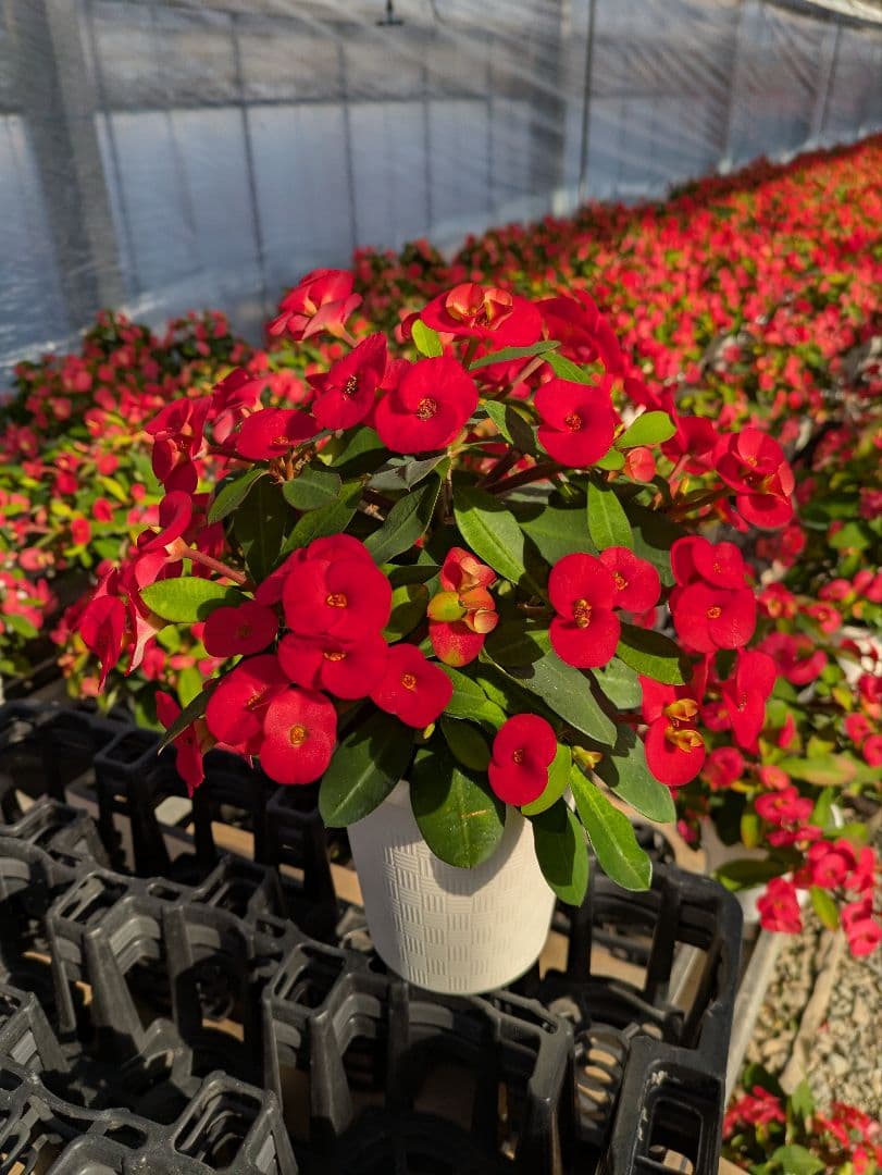 ハナキリン　シャインキッス　多肉植物　花麒麟