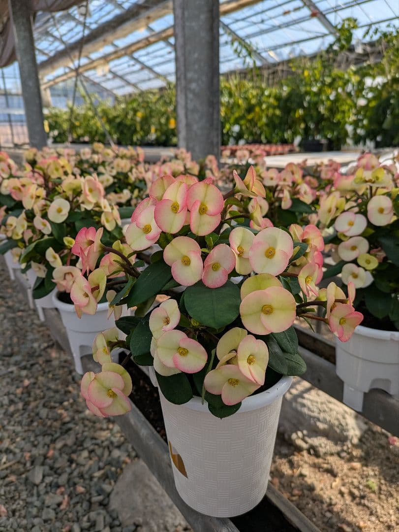 ハナキリン　シャインキッス　多肉植物　花麒麟