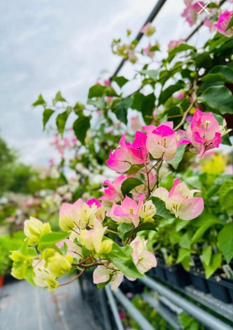ブーゲンビリア　大株　海外種　三色変色　花蕾多数付き