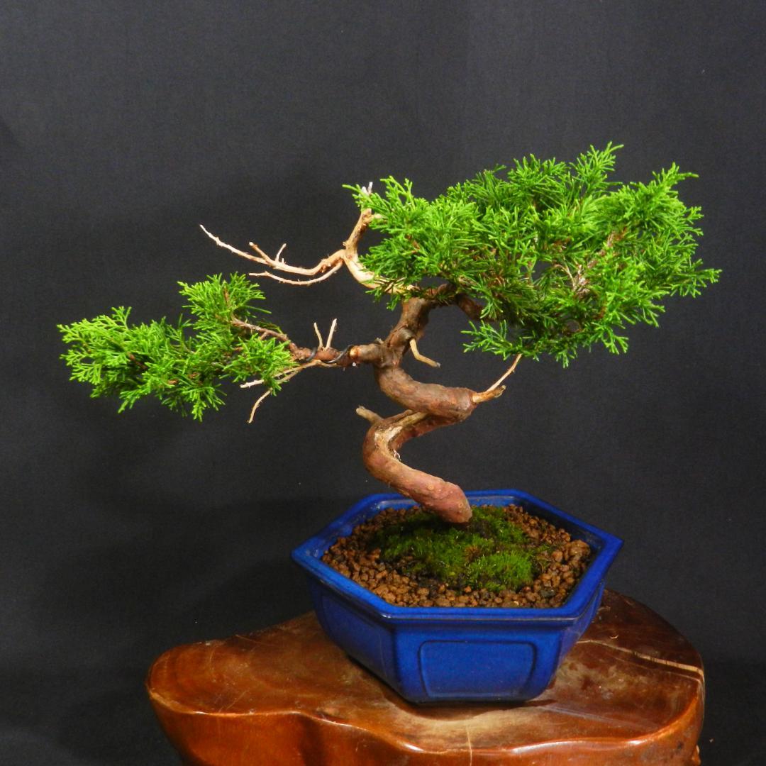 豆*郎様 【一起園芸】糸魚川真柏・小品盆栽◆人気盆栽樹・形良好な一品です◆