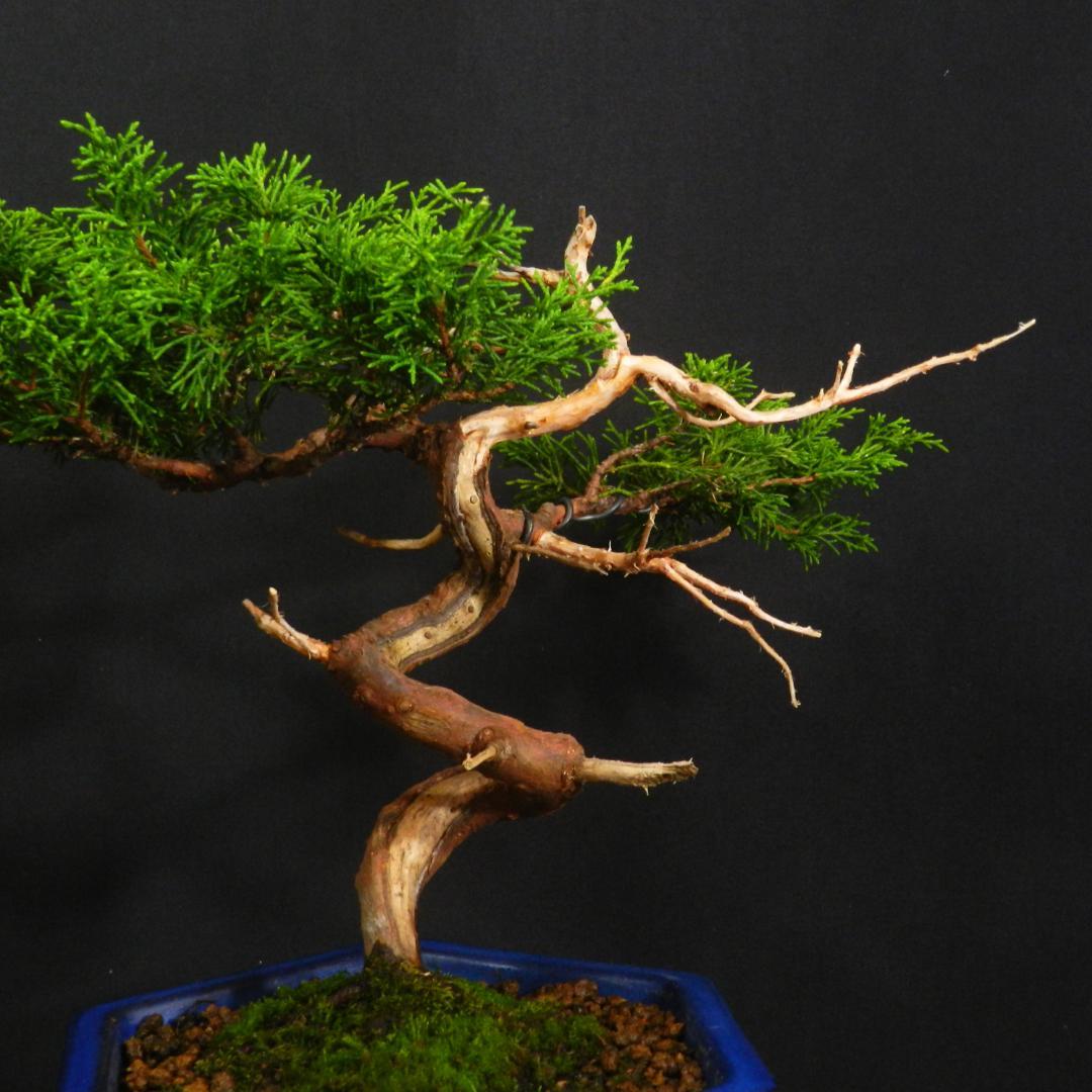 豆*郎様 【一起園芸】糸魚川真柏・小品盆栽◆人気盆栽樹・形良好な一品です◆