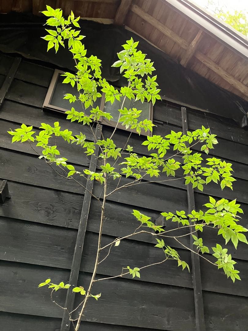 91 山採り　アオダモ　ミヤマガマズミ付き