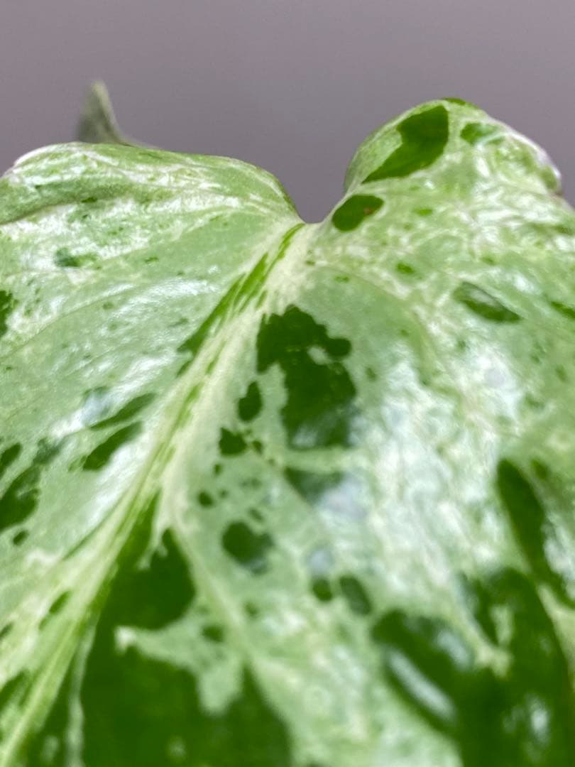 ②【セール‼️】モンステラ　デリシオーサ　バルバソー　フシギダネ/ ベトシオーサ