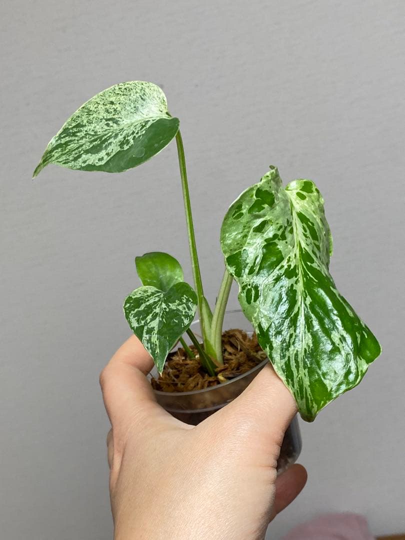 ②【セール‼️】モンステラ　デリシオーサ　バルバソー　フシギダネ/ ベトシオーサ
