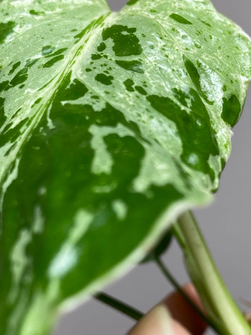 ②【セール‼️】モンステラ　デリシオーサ　バルバソー　フシギダネ/ ベトシオーサ