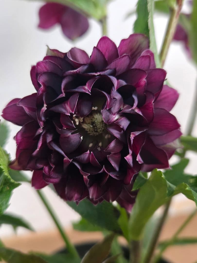 ☆広瀬園芸☆クリスマスローズ☆クレオパトラ☆5号鉢☆