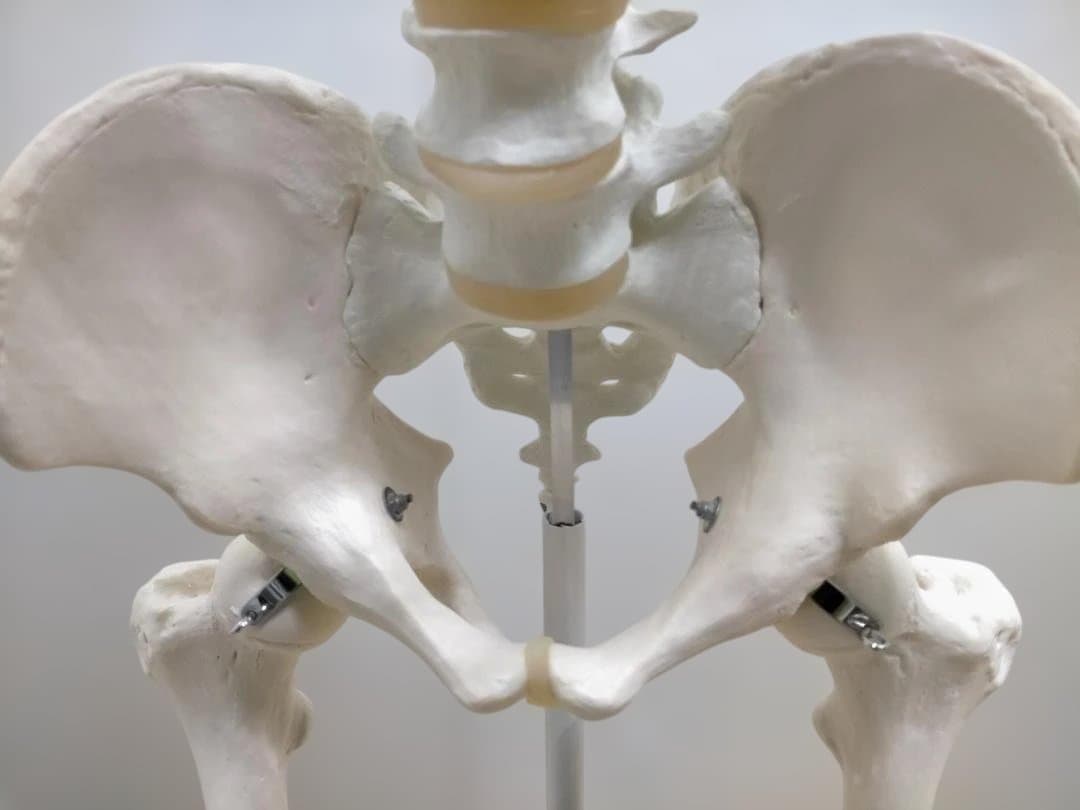 【送料無料】美品 3B Scientific 等身大 骨格模型 スタンド付