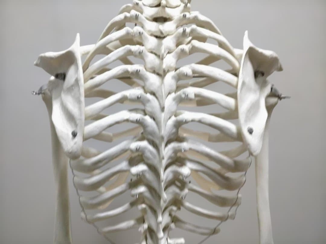 【送料無料】美品 3B Scientific 等身大 骨格模型 スタンド付