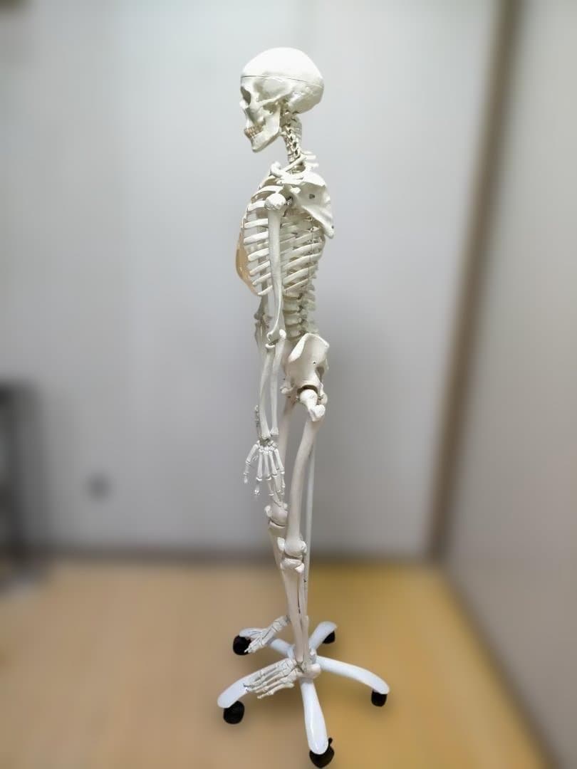 【送料無料】美品 3B Scientific 等身大 骨格模型 スタンド付
