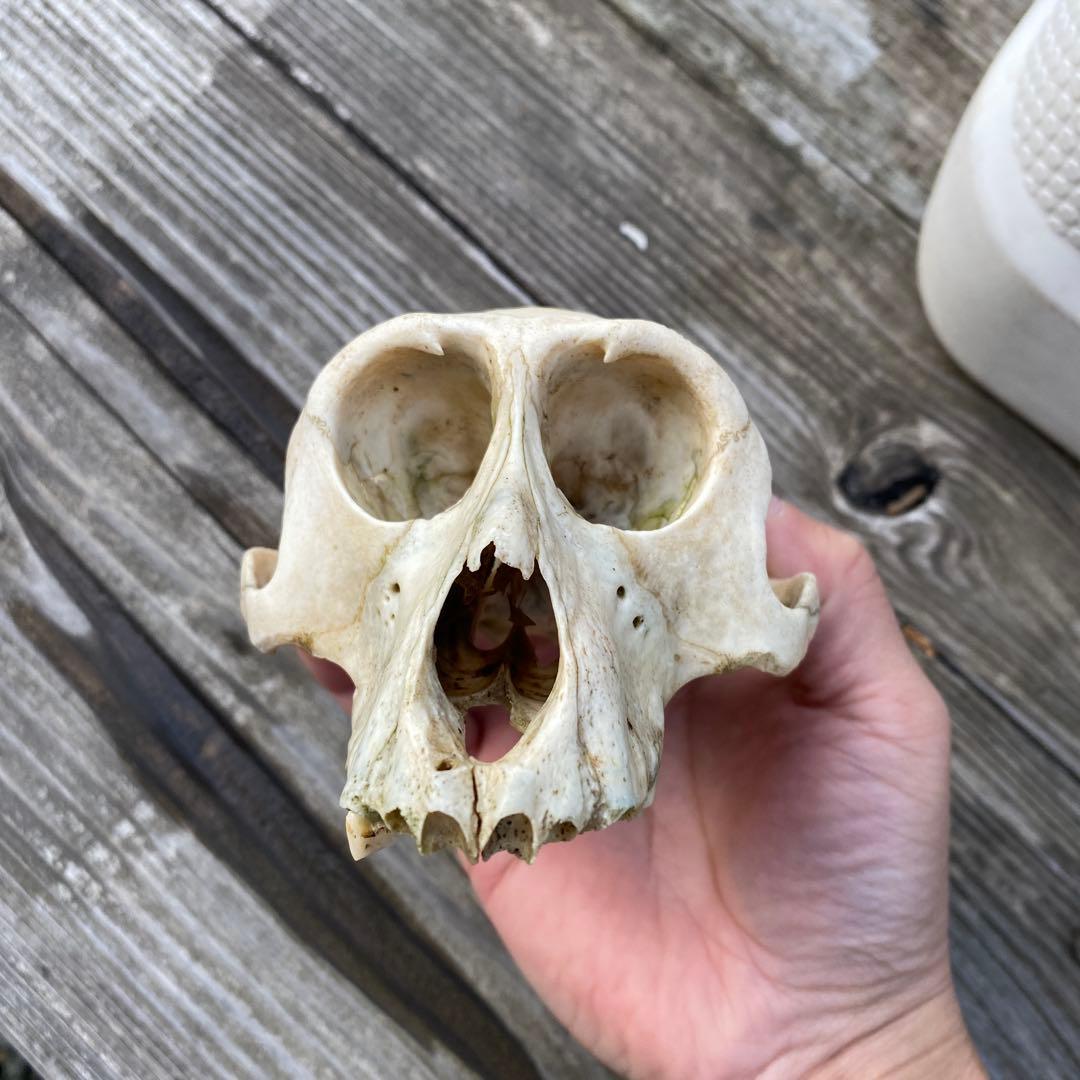 動物の骨製頭蓋骨 猿の頭蓋骨　スカル　骨格標本　ニホンザル