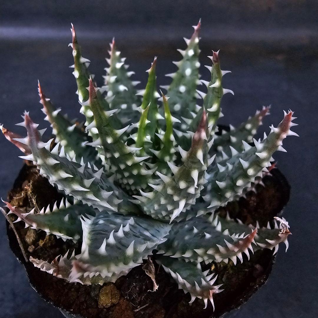 メルカリ便発送☆多肉植物 アロエ属 プラテンシス(実生選抜S5のカキコ苗)