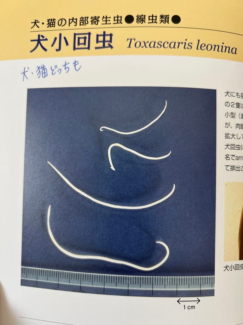 動物看護・動物関連 教科書セット（今年度版・ほぼ未使用