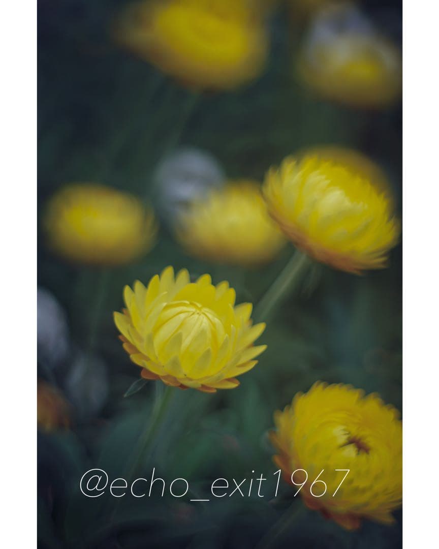 宝石レンズ_Super_Takumar_前期型　55mm_f1.8_an