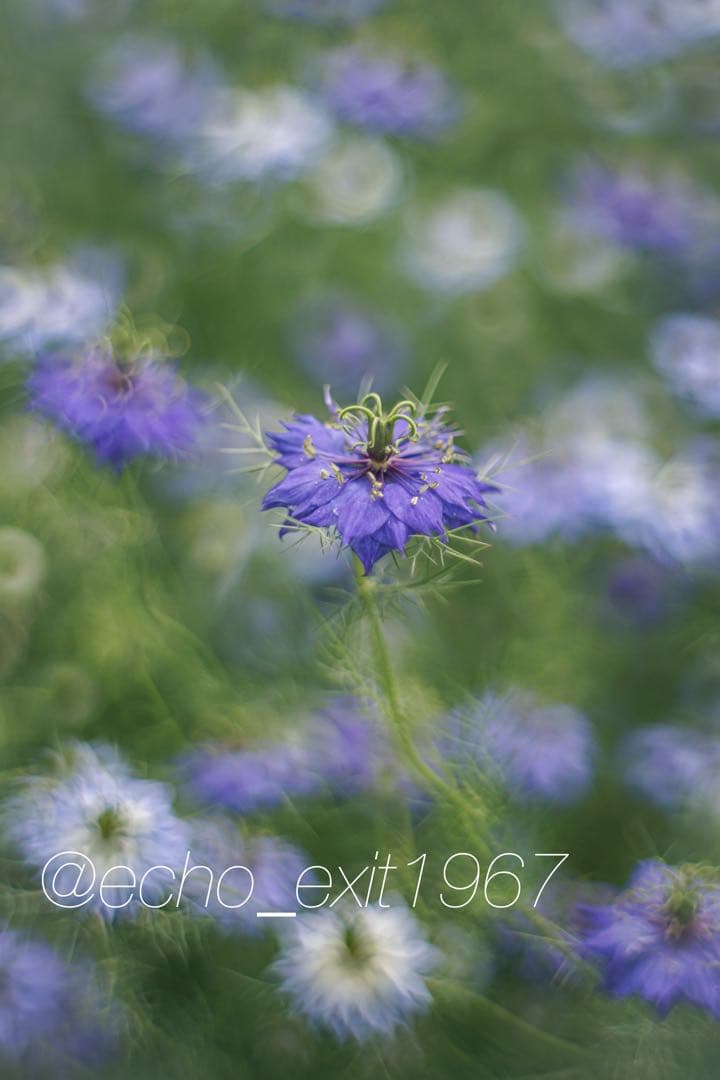 宝石レンズ_Super_Takumar_前期型　55mm_f1.8_an