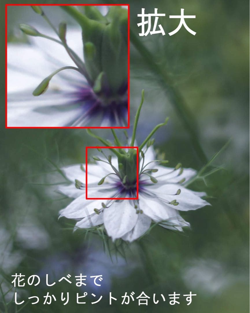 宝石レンズ_Super_Takumar_前期型　55mm_f1.8_an