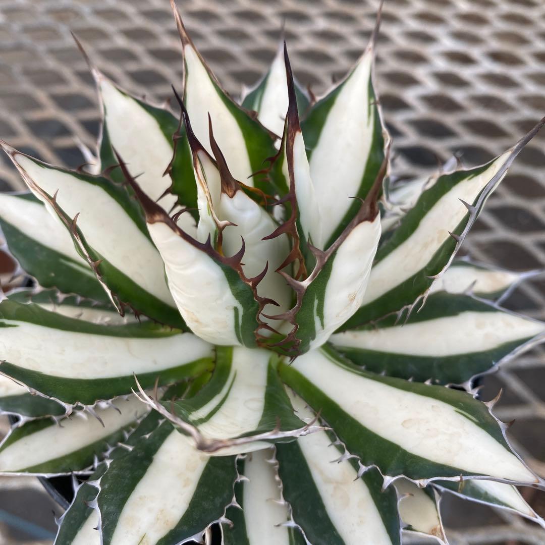アガベ　ホリダ白中斑入　極上