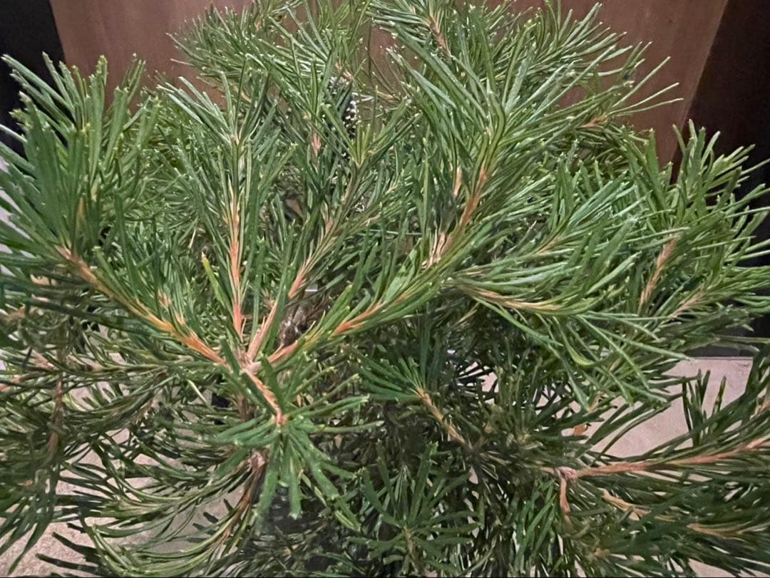 超美株　バンクシア　バースデーキャンドル　W約48cm