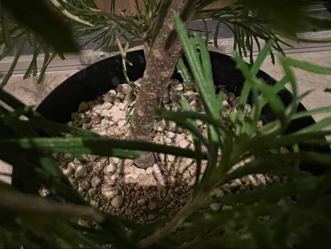 超美株　バンクシア　バースデーキャンドル　W約48cm