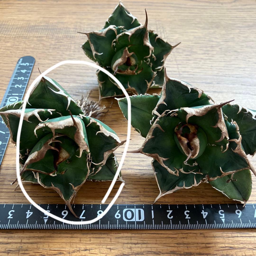 【CR7】速達　超選抜　特大　太棘　長棘　アガべ　チタノタ　雲雀　TC