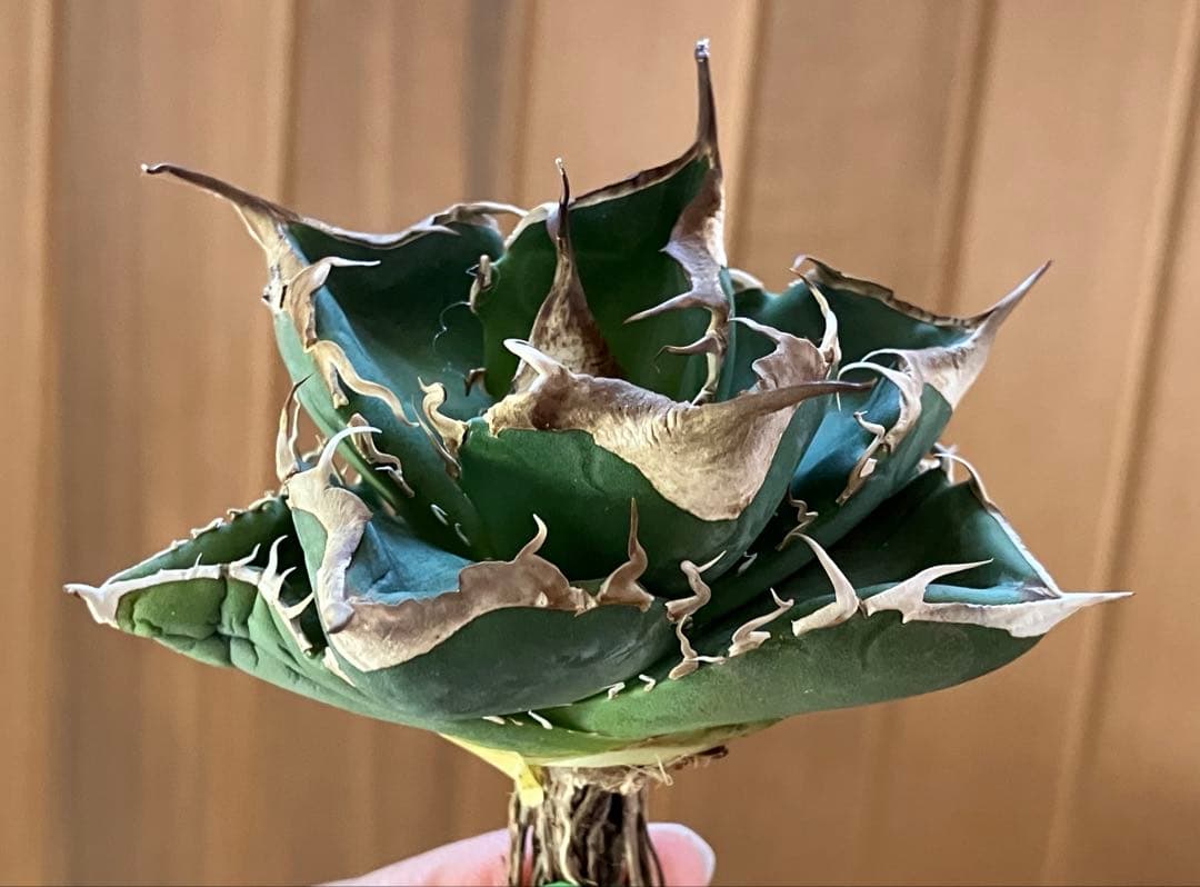 【CR7】速達　超選抜　特大　太棘　長棘　アガべ　チタノタ　雲雀　TC