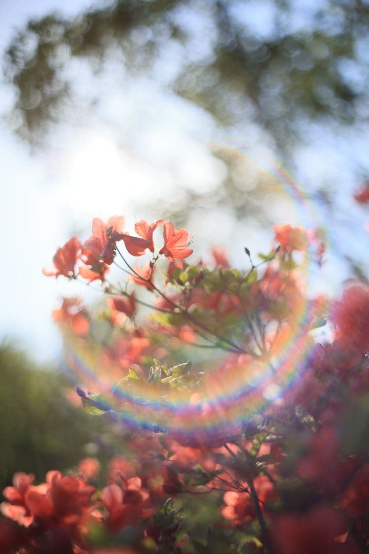 Super-Takumar 55mm F1.8 前期型 S/N：1087713