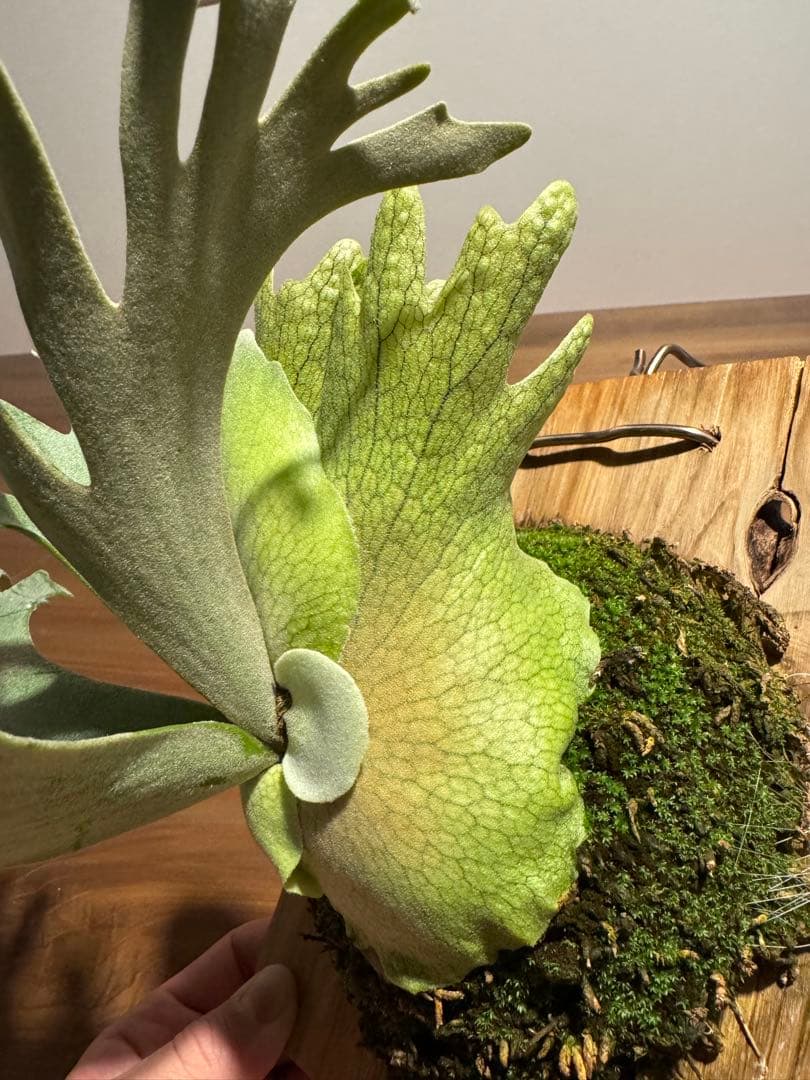 こ*！様 P.willinckii bacteria spore バクスポ ビカ