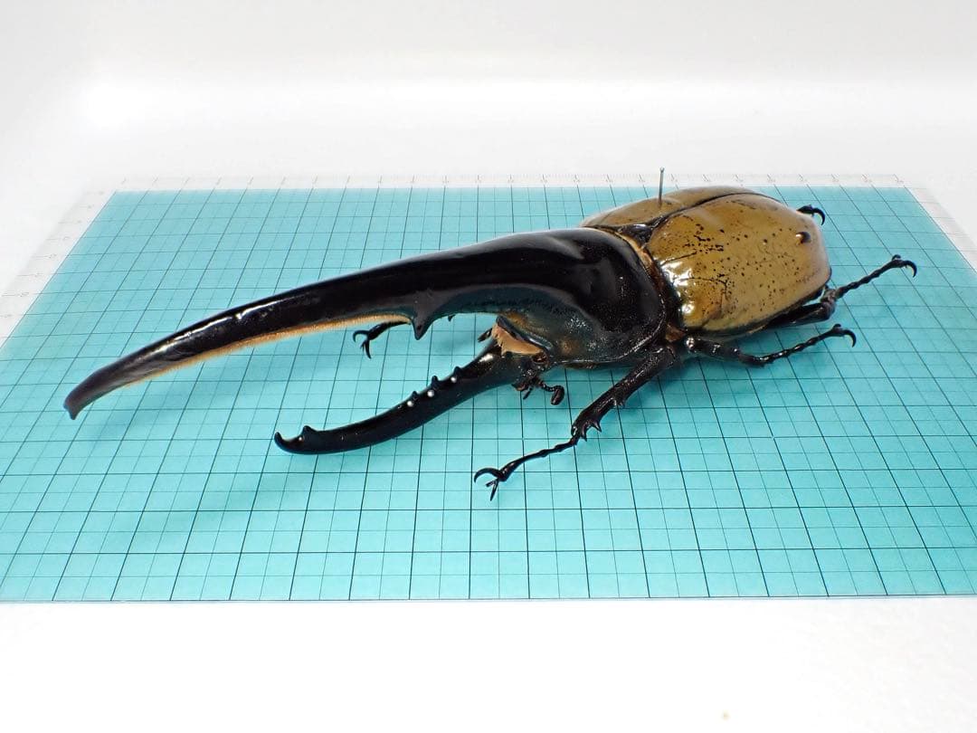 【標本】ヘラクレスオオカブト　原名亜種　グアドループ産　166.1ミリ　飼育品
