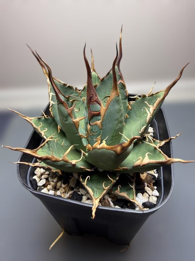 アガベ 　エボリスピナ×BB　（ハイブリッド） 子株 検）エボBB