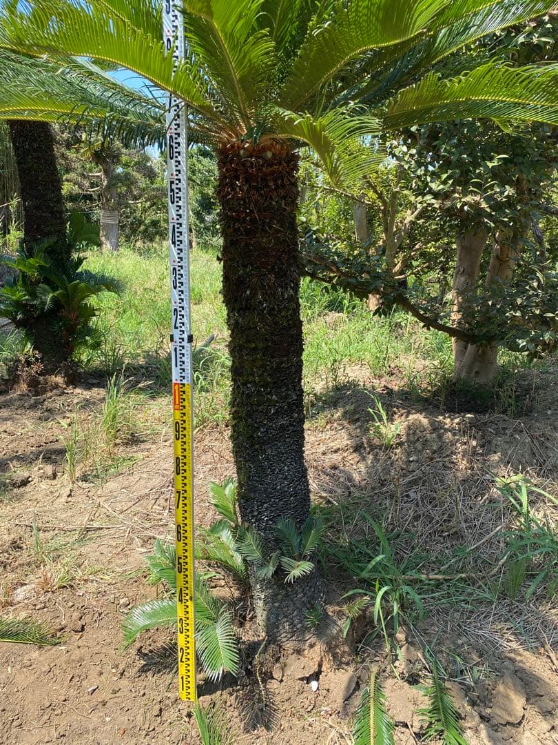 Porco様用。蘇轍　ソテツ　幹高1700引き取り限定