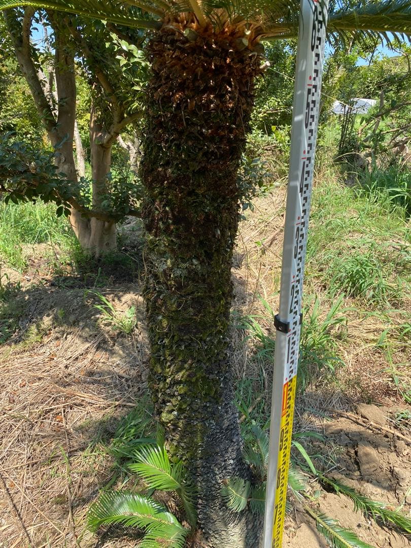 Porco様用。蘇轍　ソテツ　幹高1700引き取り限定