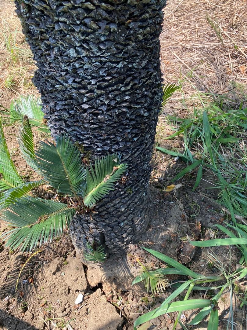 Porco様用。蘇轍　ソテツ　幹高1700引き取り限定