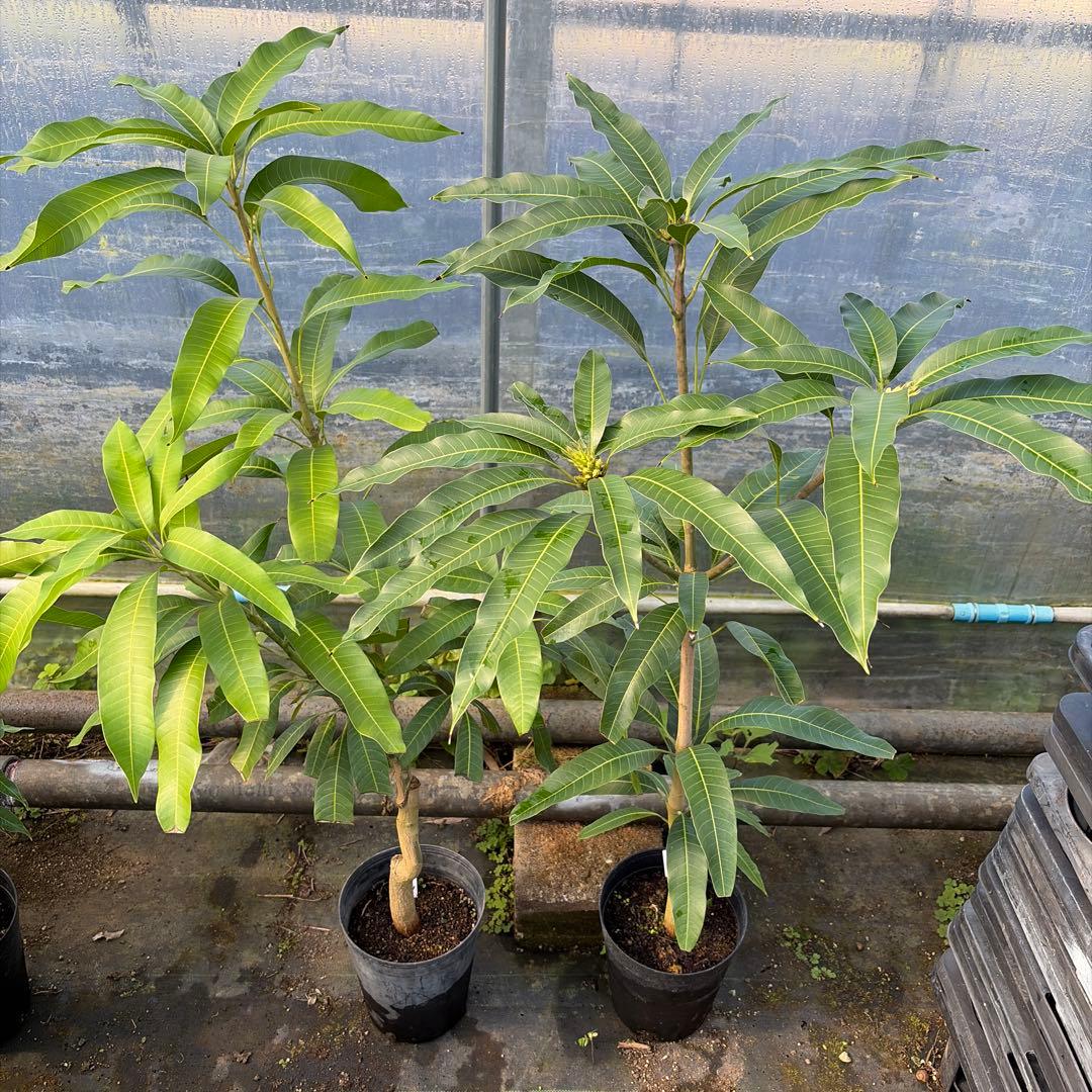 キンミツ、マハチャノック　セットマンゴー苗　6号大苗