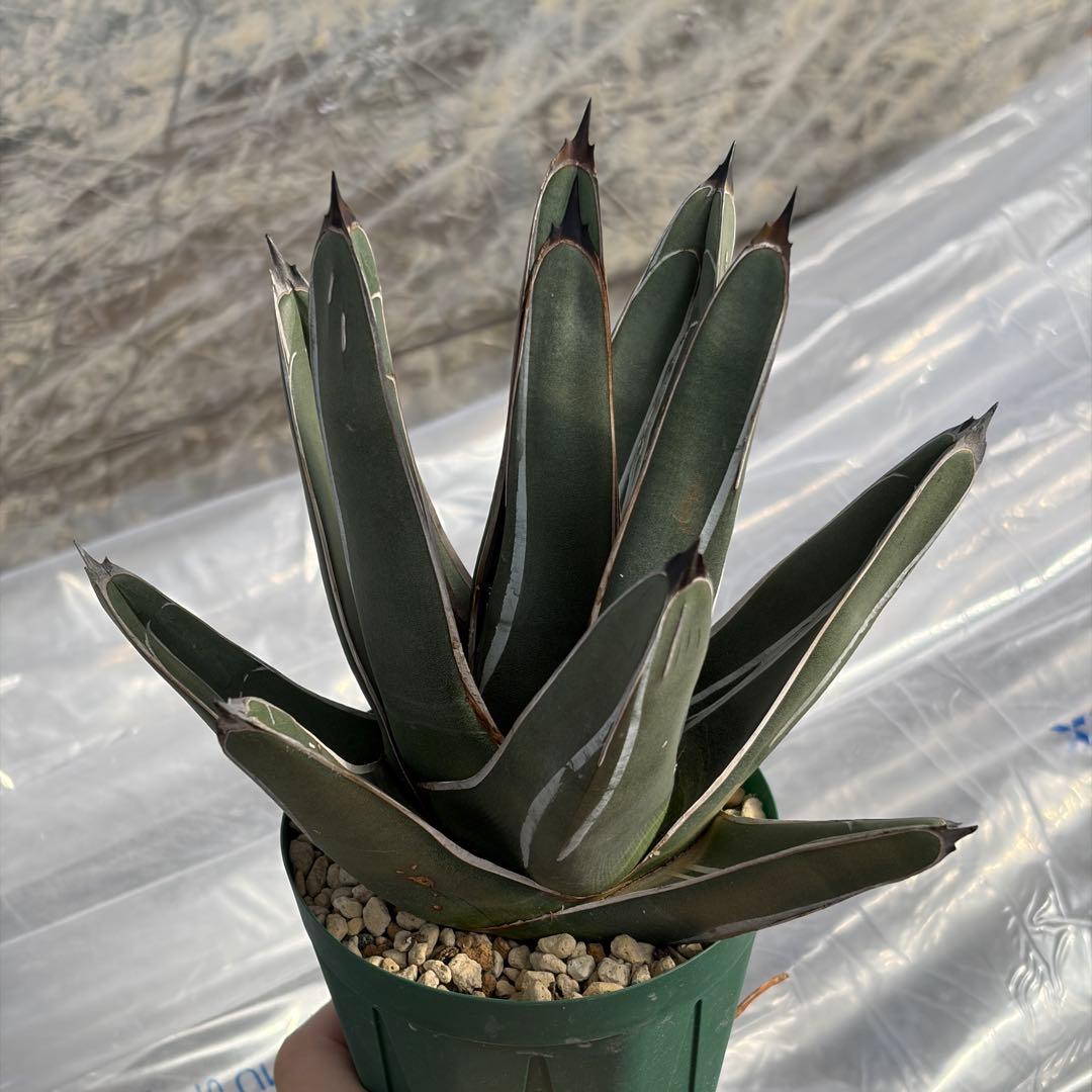 アガベ 笹吹雪　ニッケルシー