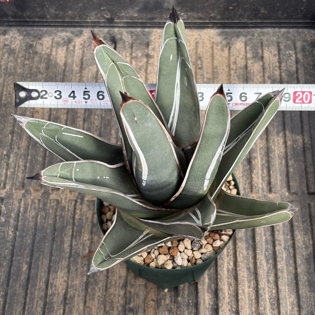 アガベ 笹吹雪　ニッケルシー