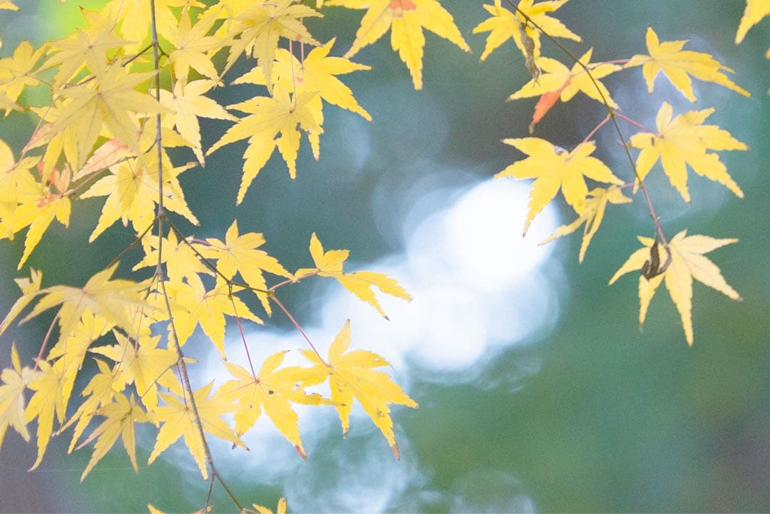 SONY α7S II 本体 バッテリー・充電器付き