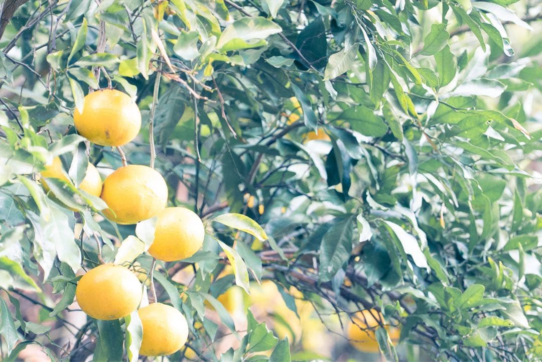 SONY α7S II 本体 バッテリー・充電器付き