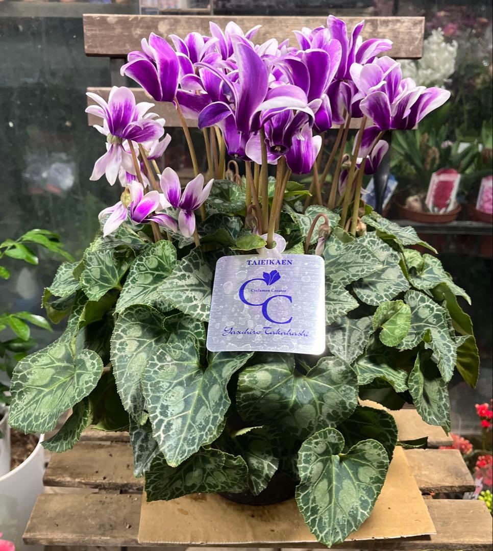 ブルーシクラメン　胡蝶　底面給水5寸鉢ごと　苗　植物