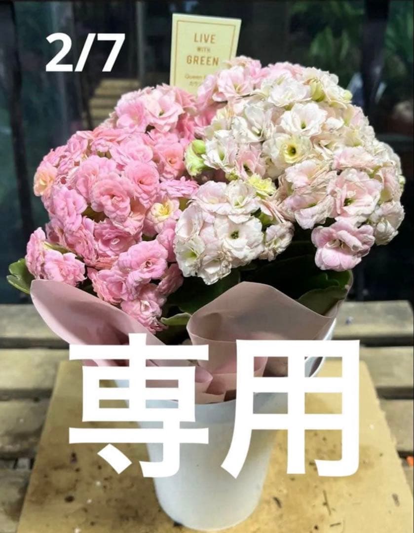 ブルーシクラメン　胡蝶　底面給水5寸鉢ごと　苗　植物